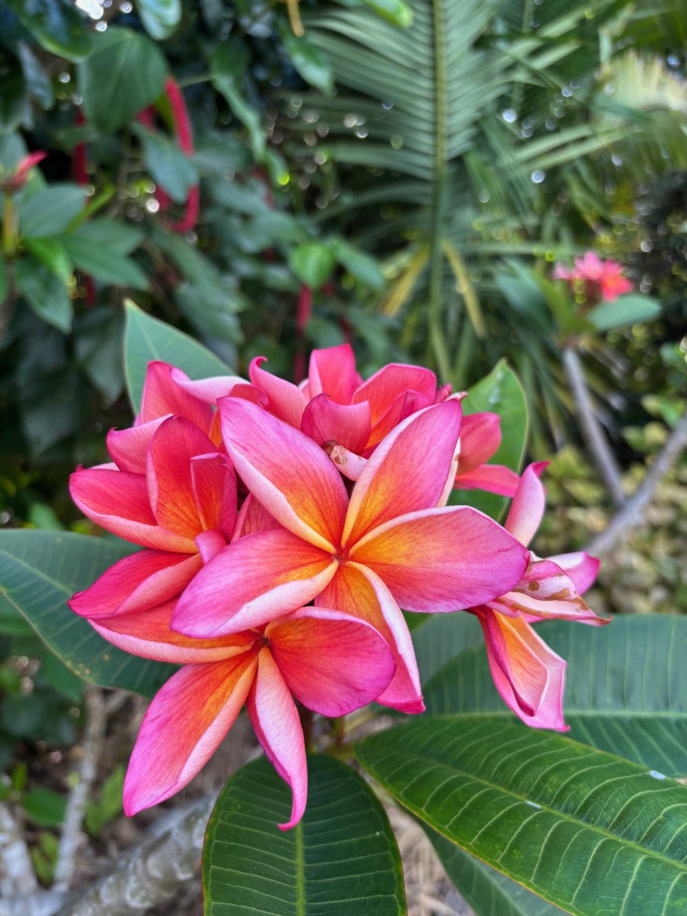 Plumerias — Vintage Green Farms with Tom Piergrossi